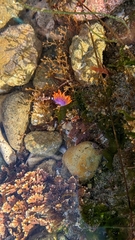 Flabellinopsis iodinea