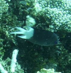 Acanthochromis polyacanthus