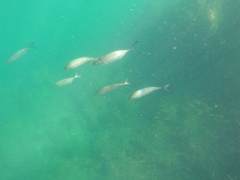 Caranx caballus