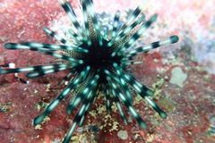 Echinothrix diadema
