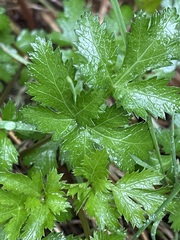 Tauschia kelloggii