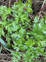 Tauschia kelloggii