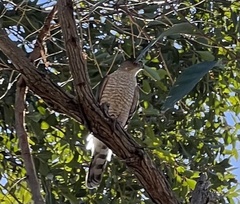 Accipiter cooperii