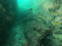 Haemulon maculicauda