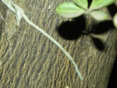 Trichocentrum cebolleta