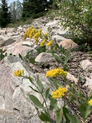 Solidago velutina sparsiflora