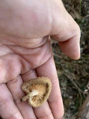 Lentinus