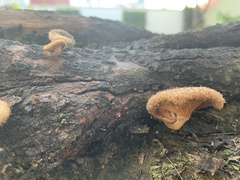 Lentinus
