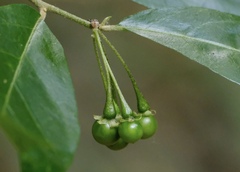 Solanum corifolium
