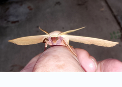 Monoctenia falernaria