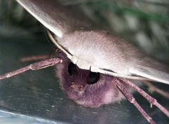 Monoctenia falernaria