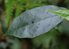 Solanum corifolium