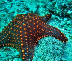 Pentaceraster cumingi