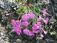 Dianthus repens