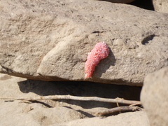 Pomacea