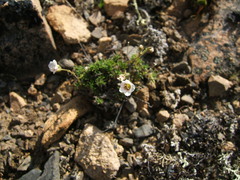Cherleria arctica