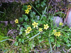 Ranunculus pygmaeus