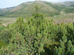 Pinus pumila