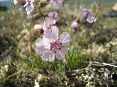 Silene stenophylla