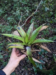 Guzmania