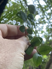 Metrosideros fulgens