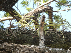 Orchidaceae