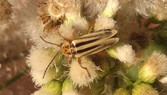 Chauliognathus scriptus