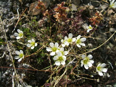 Eremogone tschuktschorum