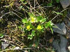 Ranunculus pygmaeus
