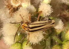 Chauliognathus scriptus