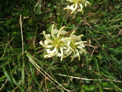 Pedicularis lapponica