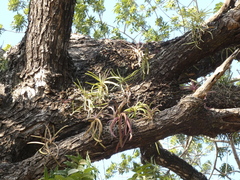 Orchidaceae