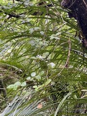 Metrosideros fulgens