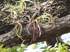 Orchidaceae
