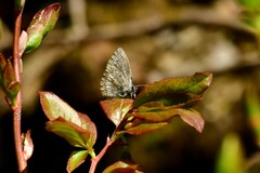 Celastrina lucia