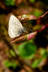 Celastrina lucia