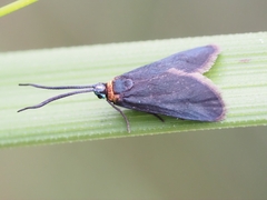 Pollanisus subdolosa