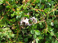 Masonhalea richardsonii