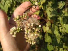 Chauliognathus scriptus