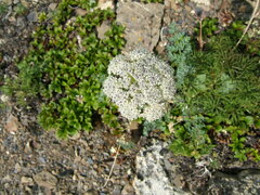 Phlojodicarpus villosus