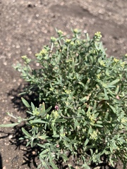 Alyssum desertorum