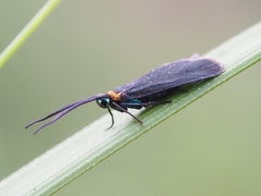 Pollanisus subdolosa