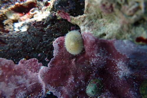 Diodora granifera observed 2023-02-05