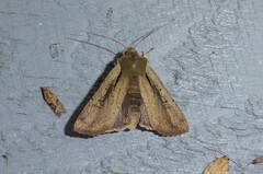 Ichneutica atristriga