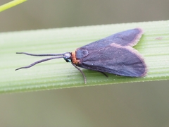 Pollanisus subdolosa