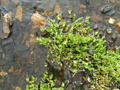Stellaria crassifolia
