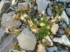Cherleria biflora