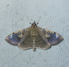 Pantographa expansalis