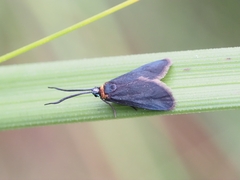 Pollanisus subdolosa