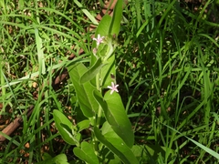 Oxypetalum solanoides
